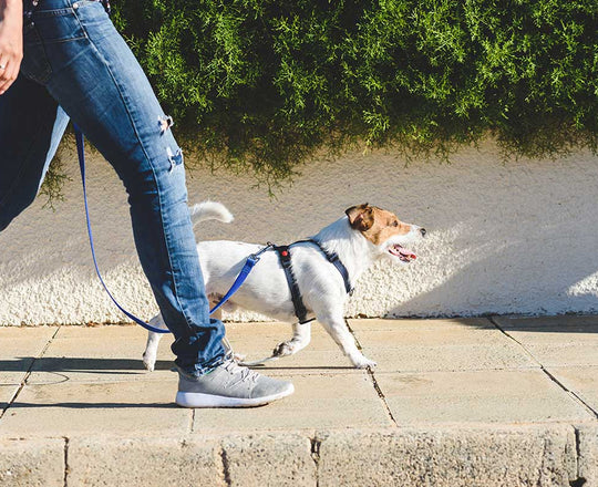 Frau geht mit einem Hund an der Leine spazieren