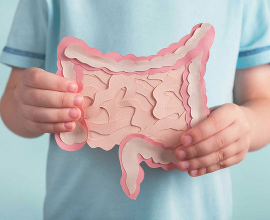 Kinderhände halten eine Abbildung eines Darms