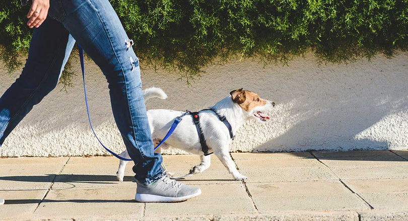 Frau geht mit einem Hund an der Leine spazieren