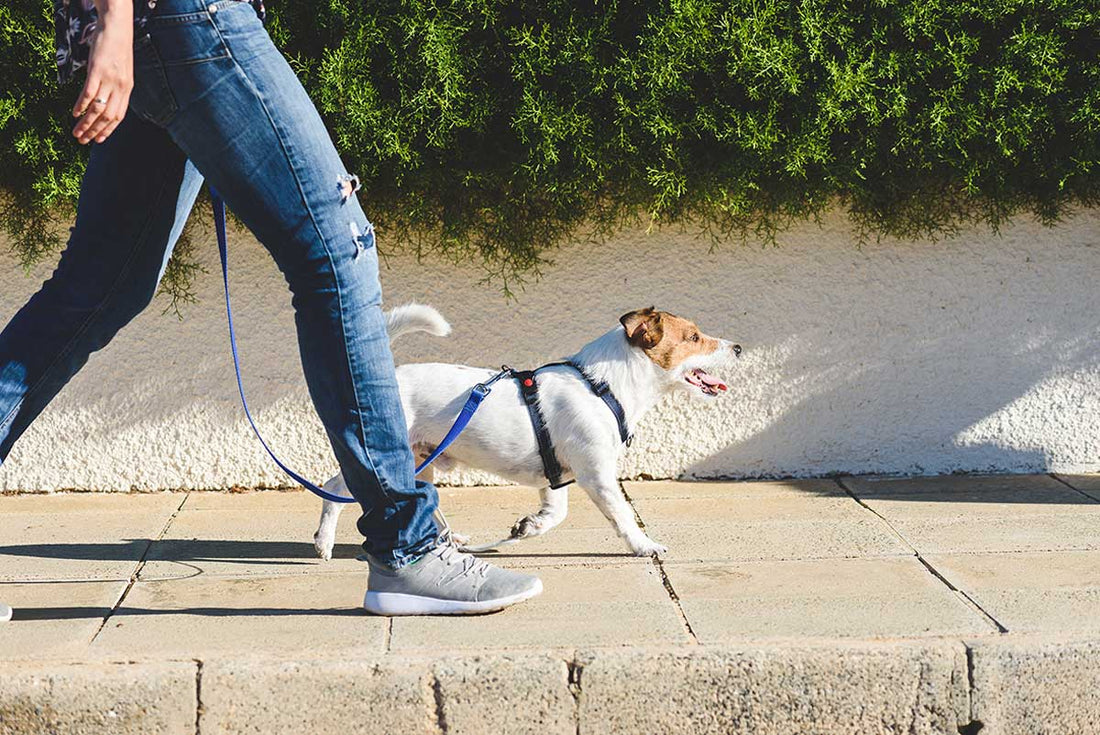 Frau geht mit einem Hund an der Leine spazieren