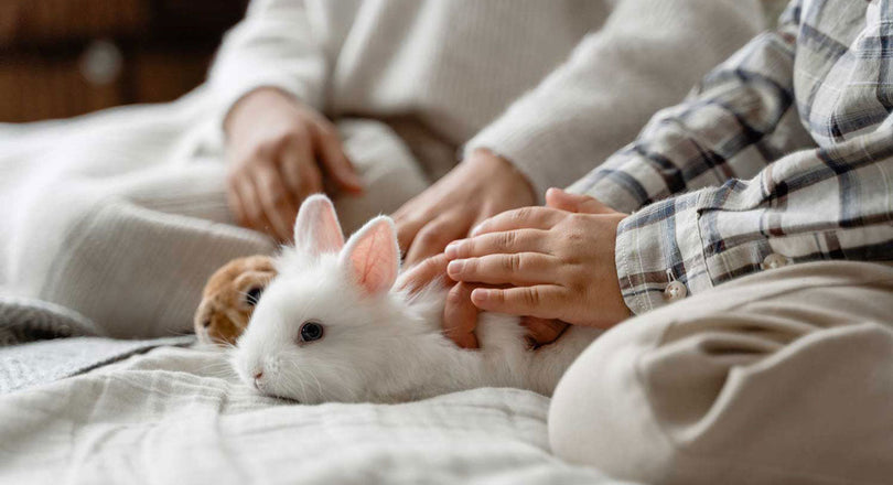 Ein Kind und eine erwachsene Person streicheln gemeinsam zwei Hasen